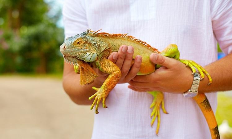 Iguana Taming And Handling How To Train An Iguana Love Iguanas