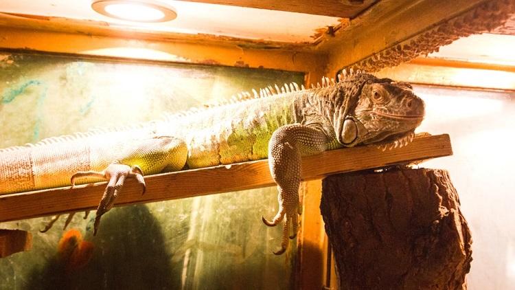 5 Best Heat Lamp for Iguana Reviews for 