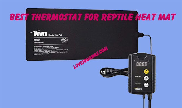 reptile heat mat and thermostat