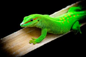 Iguana Vs Chameleon Vs Lizard | Similarities and differences