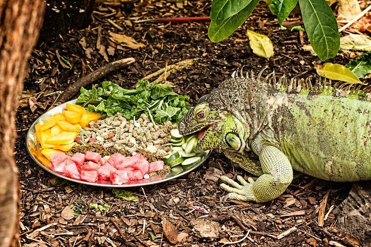 Top 5 Best Food For Iguanas Expert Reviews of 2020