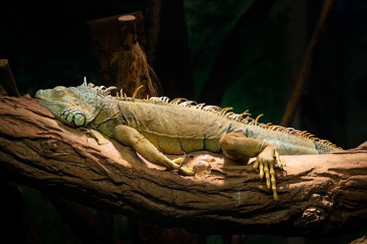 5 Best Hammocks for Iguanas & Reptiles: Top Lizard Lounger