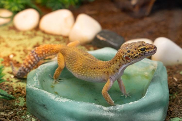 Top 5 Best Reptile Water Bowls & Food Dishes - Love Iguanas